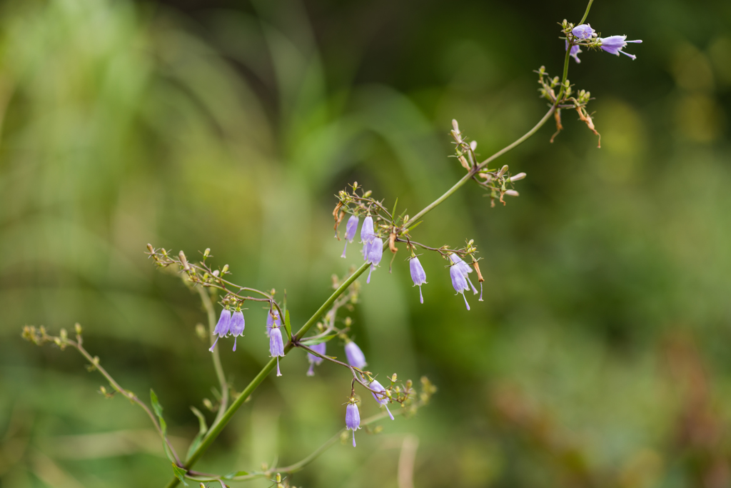 サイヨウシャジン-2