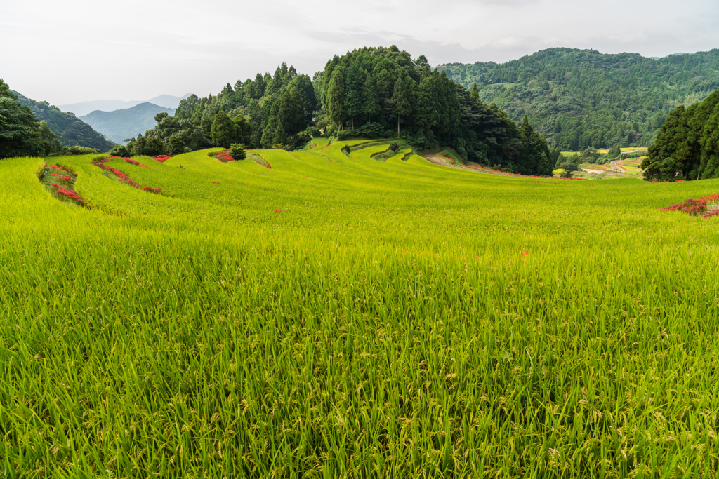 江里山の彼岸花-12