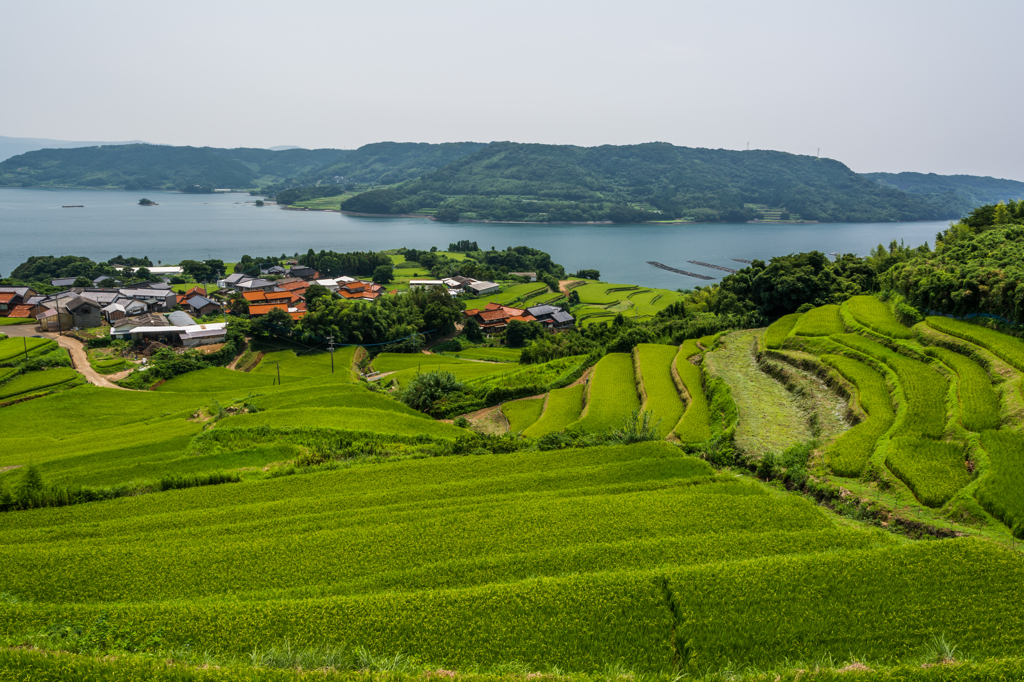 瓜ヶ坂の棚田-1