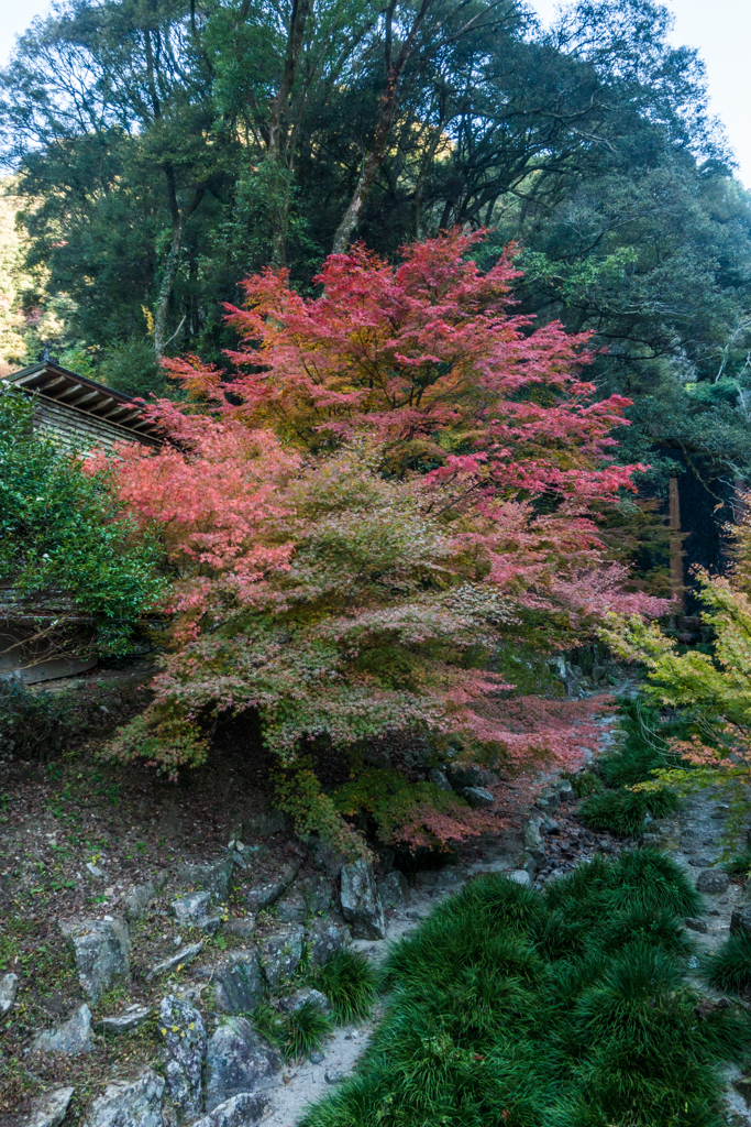 清水の滝の紅葉-2