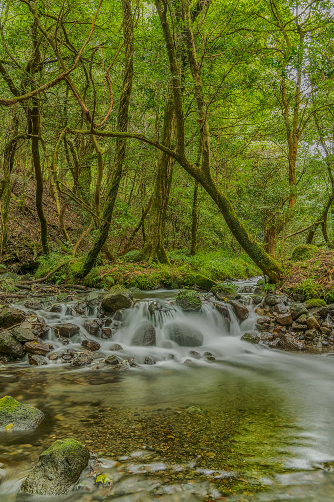 山吹水源の渓流