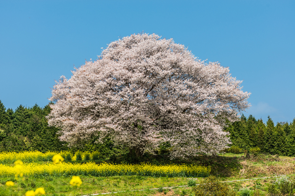 馬場の山桜-10