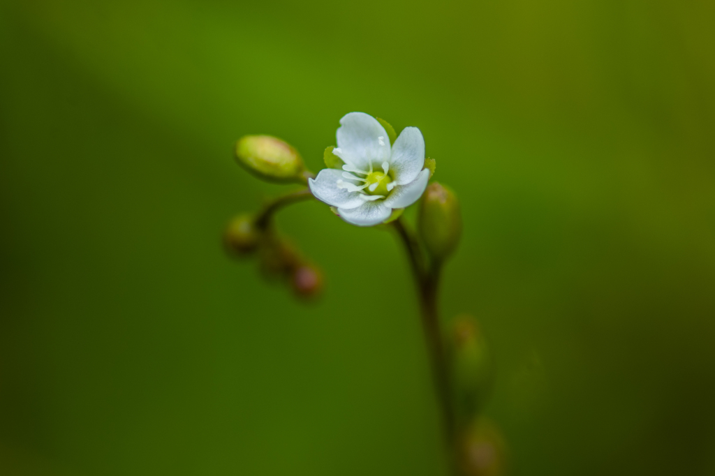 モウセンゴケの花-白