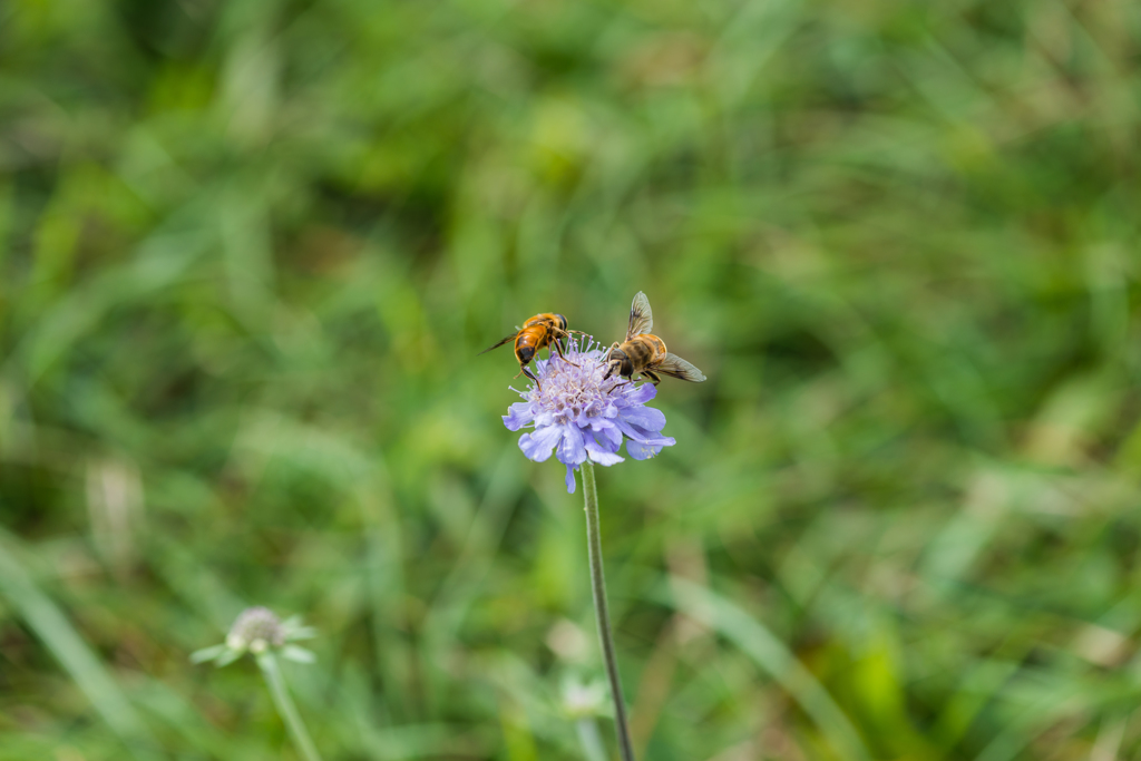 マツムシソウ-2