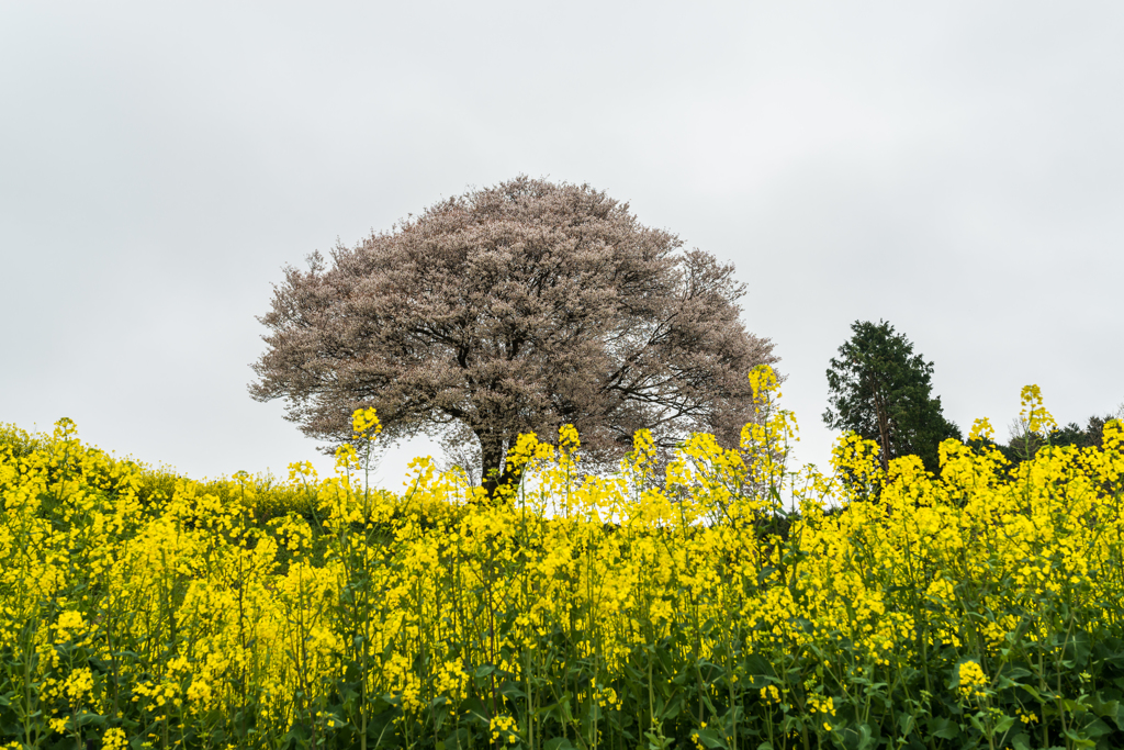 馬場の山桜-3