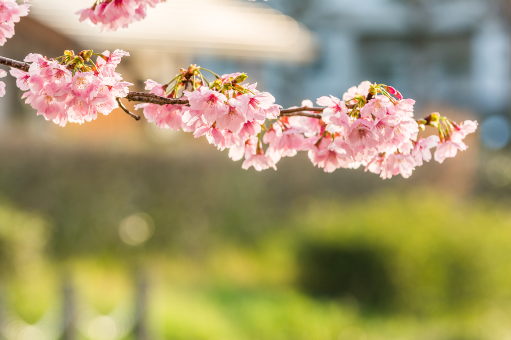 堀端のヨウコウサクラ-2