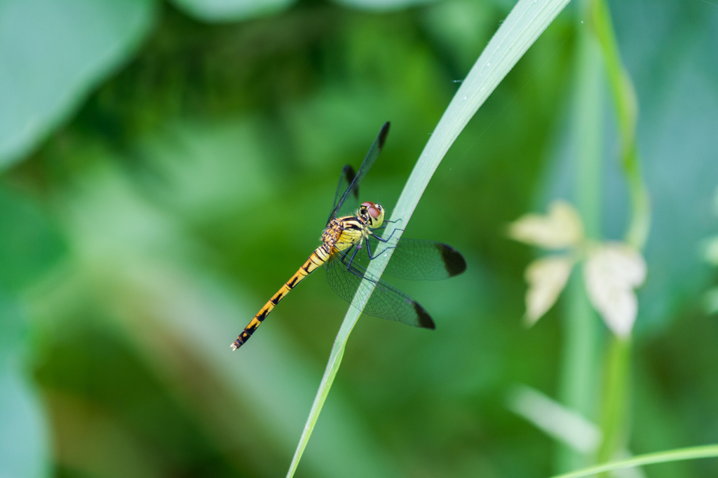 ヒメアカネ♀
