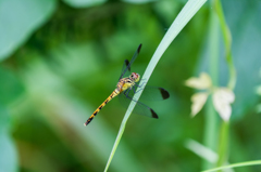 ヒメアカネ♀