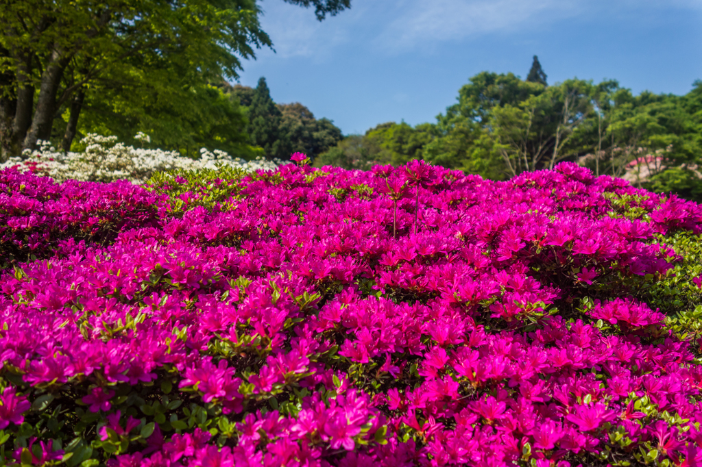 久留米森林つつじ公園-1