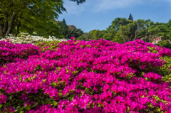 久留米森林つつじ公園-1