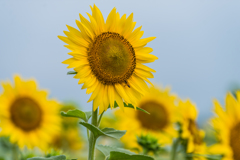 渕のひまわり-5