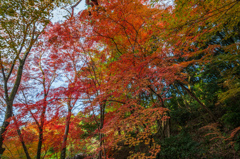 仁比山神社-拝殿裏の紅葉_2014.11.20-2