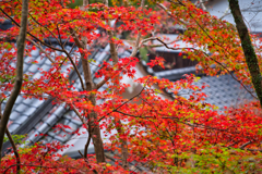 仁比山神社-5