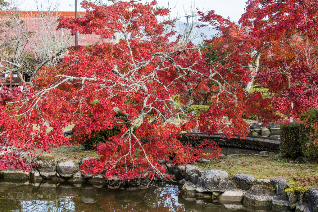 西渓公園池前のモミジ