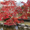 西渓公園池前のモミジ