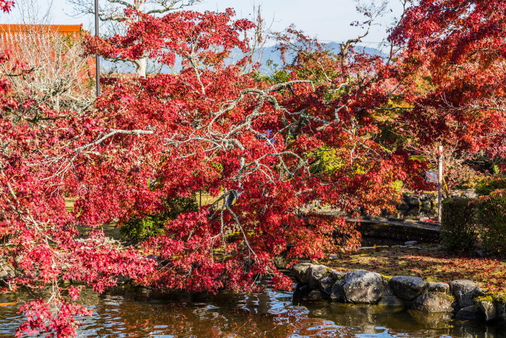 西渓公園-6