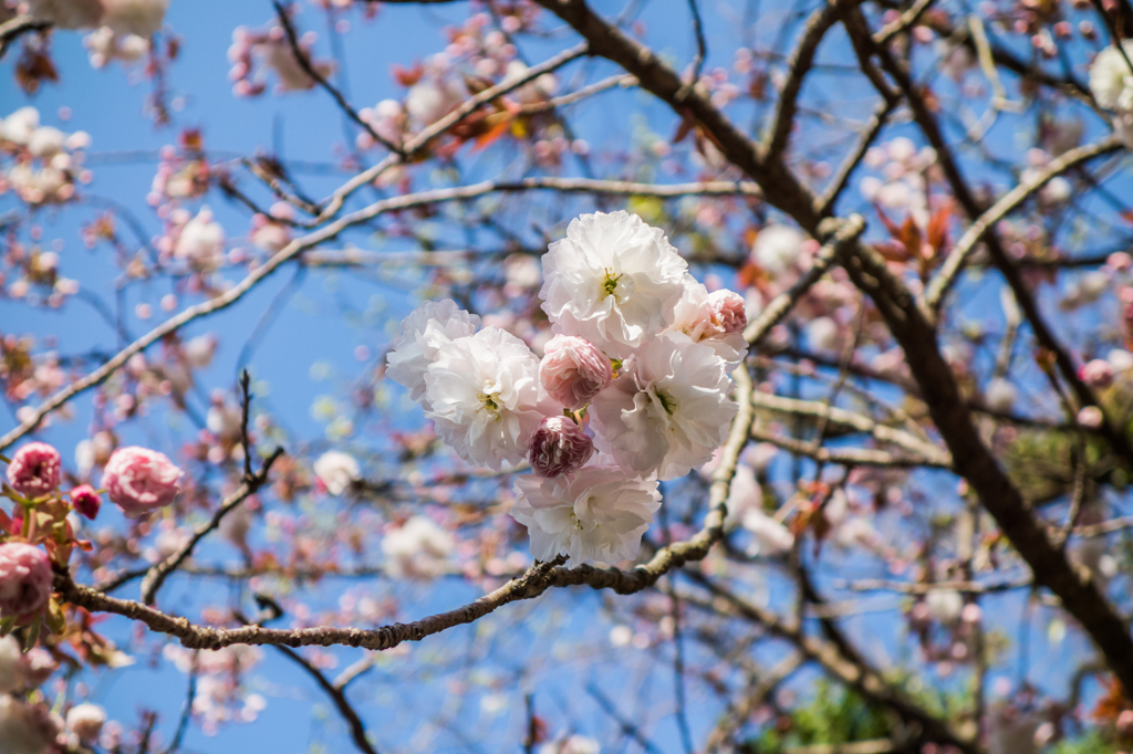 江里山の八重桜-1