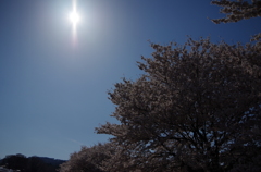 Cherry Blossoms2/Kusatsu