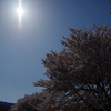 Cherry Blossoms2/Kusatsu