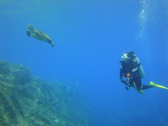 Nazumado/Hachijo Island