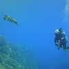 Nazumado/Hachijo Island