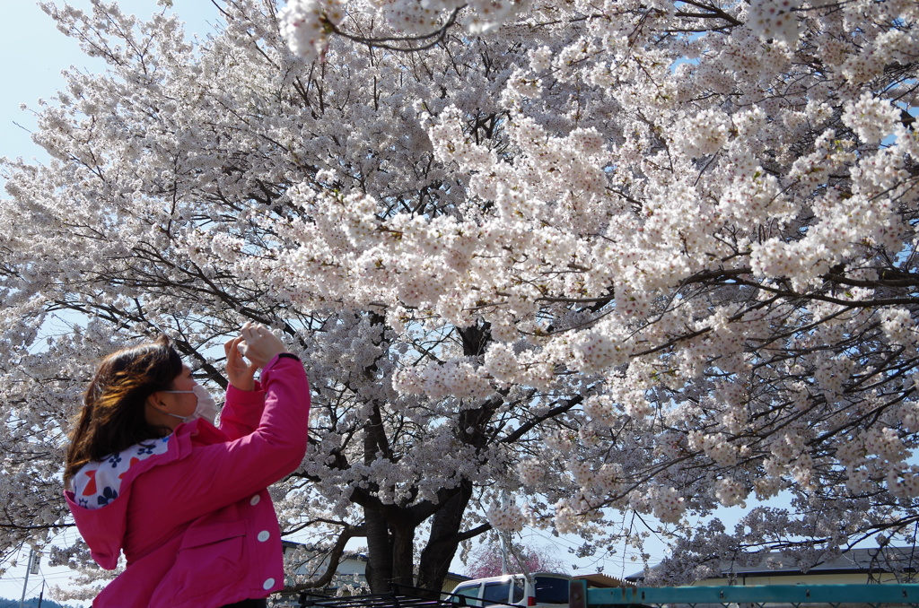 Cherry Blossoms/Kusatsu