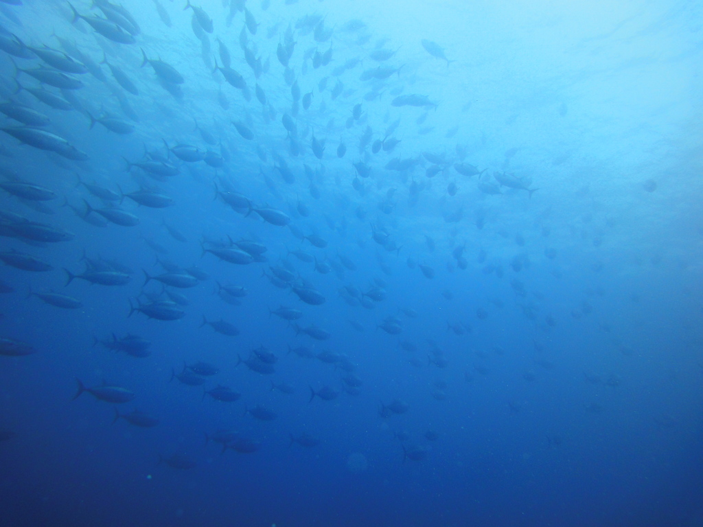 水中の絶景1/Yamagata's Sea