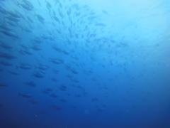水中の絶景1/Yamagata's Sea