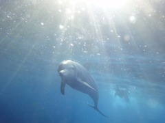 Dolphin2/Mikura Island
