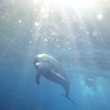 Dolphin2/Mikura Island