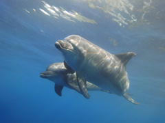 Dolphin1/Mikura Island