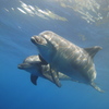 Dolphin1/Mikura Island