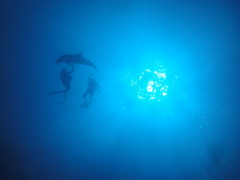 Rangiroa3/Tahiti