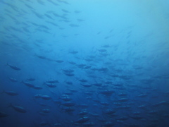水中の絶景2/Yamagata's Sea
