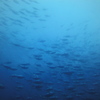 水中の絶景2/Yamagata's Sea