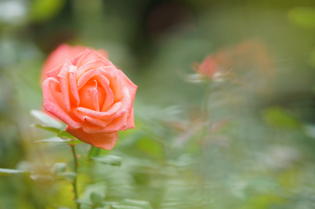 Rose illusion 2