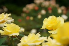 旧古河庭園の薔薇