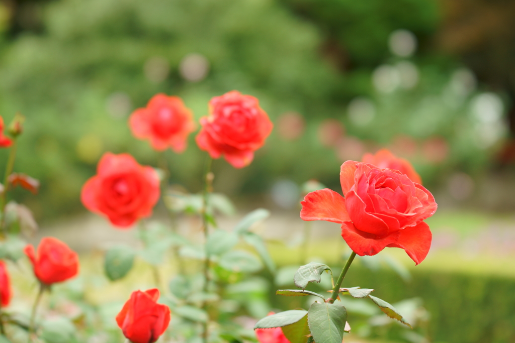 旧古河庭園の薔薇