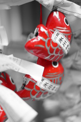 鯉うらない