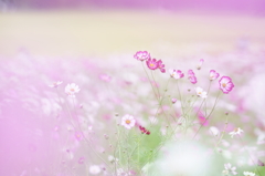 幻想的に美しく