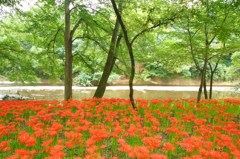 川のほとりに