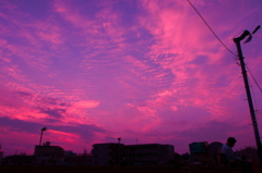 夕暮れどきのお茶狩り