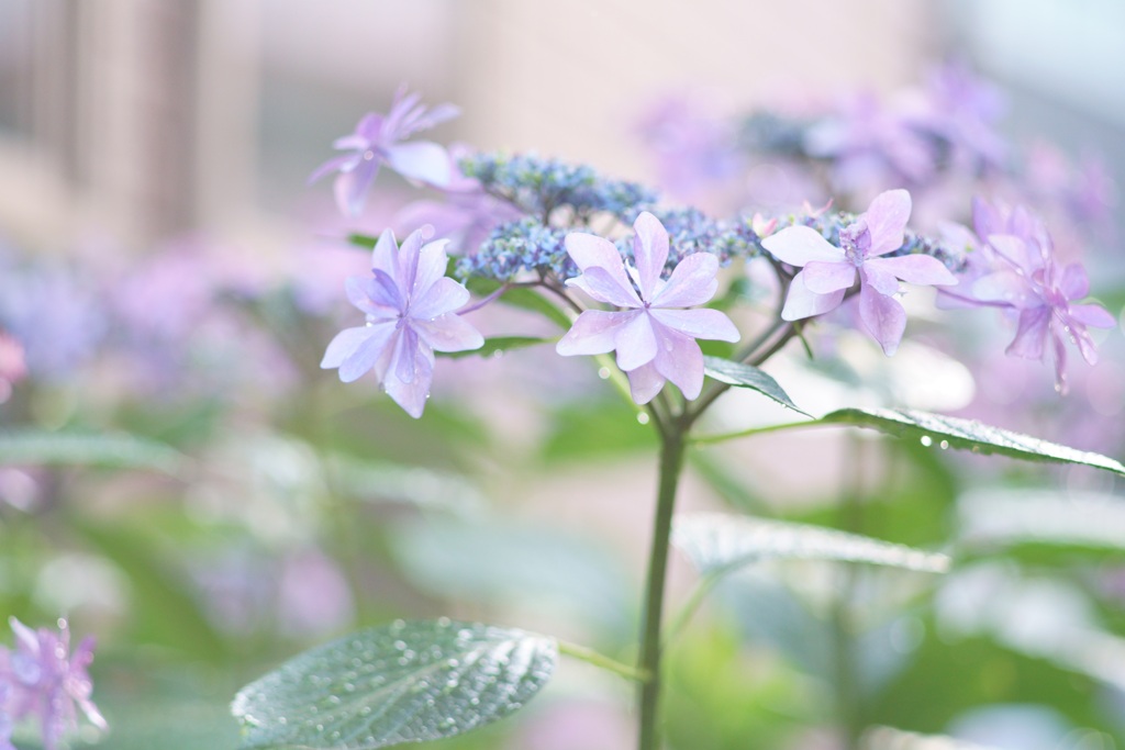 裏庭の紫陽花