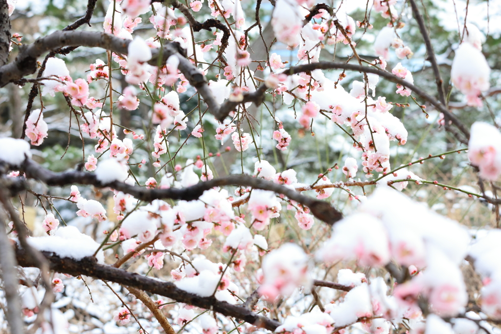 梅×雪