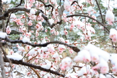 梅×雪