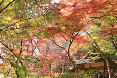 秋色に包まれる