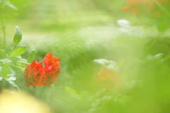 Rose illusion 3
