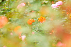 Rose illusion 7