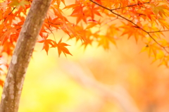 美しき紅葉