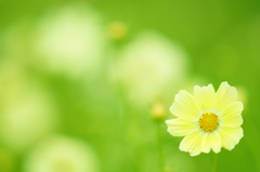 yellow cosmos